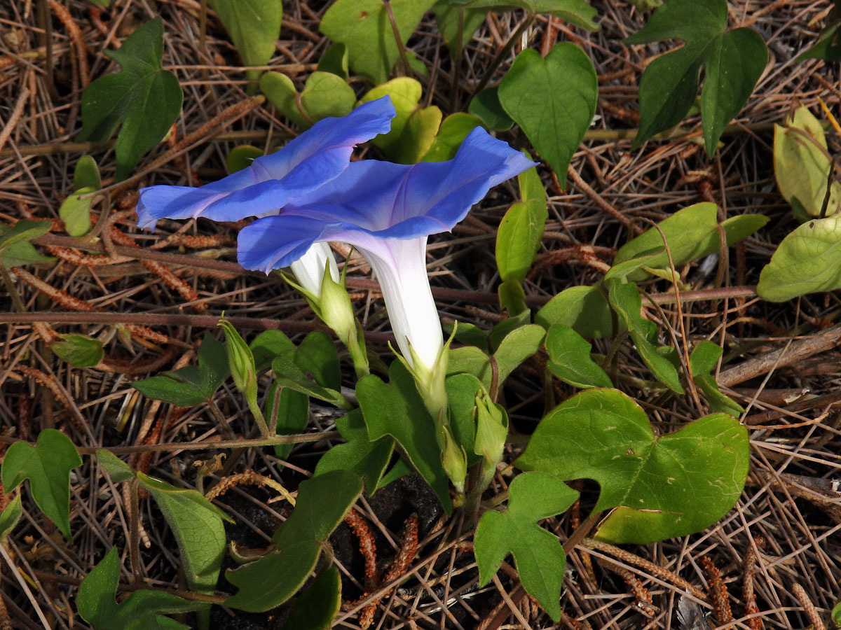 Povijnice (Ipomoea indica (Burm. f.) Merr)