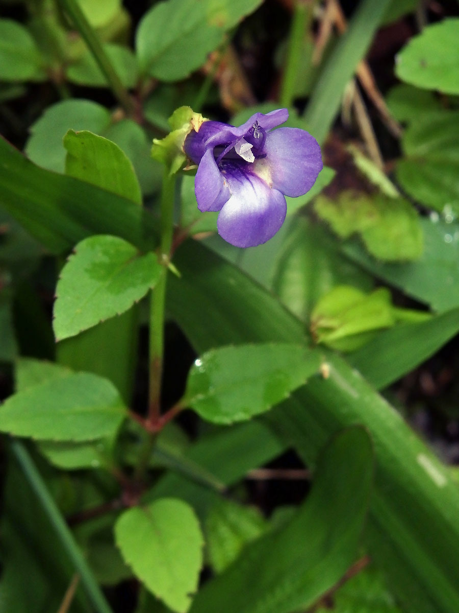 Torenia asiatica L.