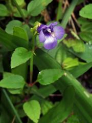 Torenia asiatica L.