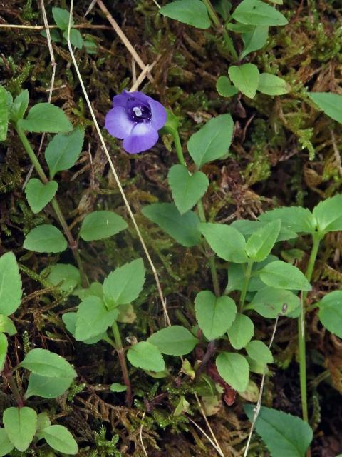 Torenia asiatica L.