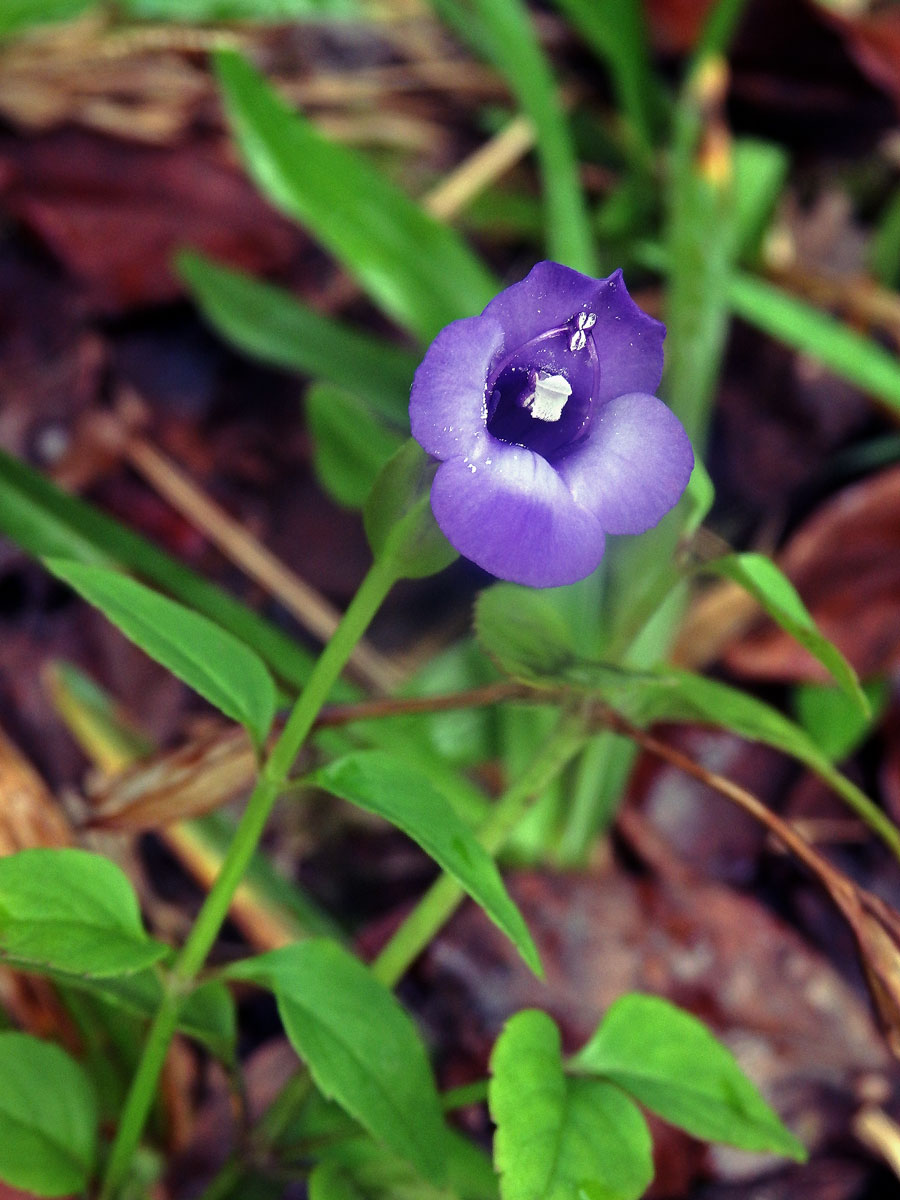 Torenia asiatica L.