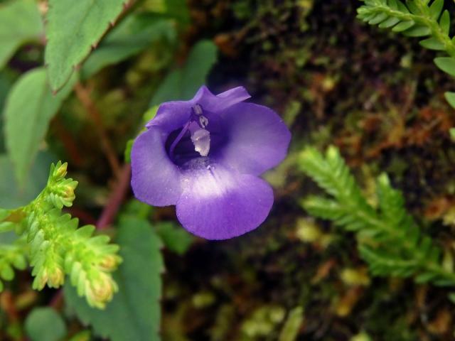 Torenia asiatica L.