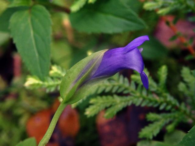 Torenia asiatica L.