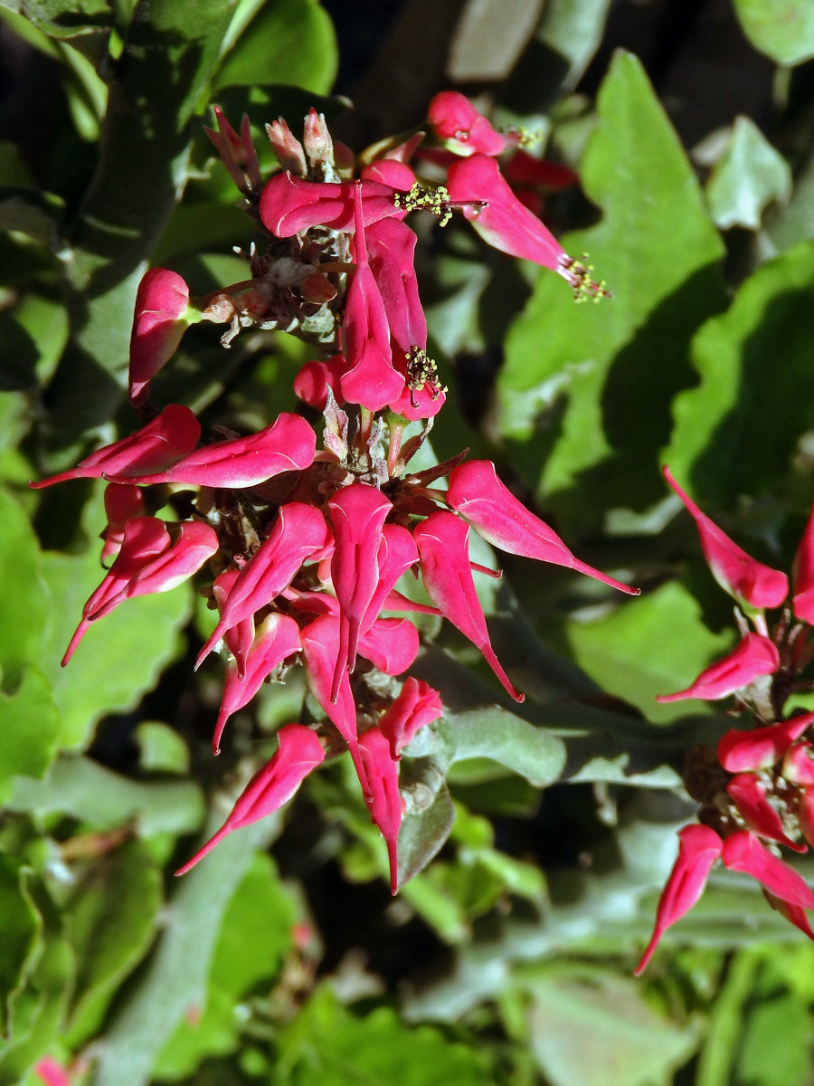 Pryšec (Euphorbia tithymaloides L.)