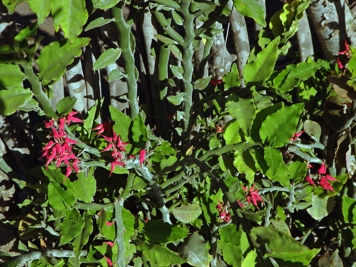 Pryšec (Euphorbia tithymaloides L.)