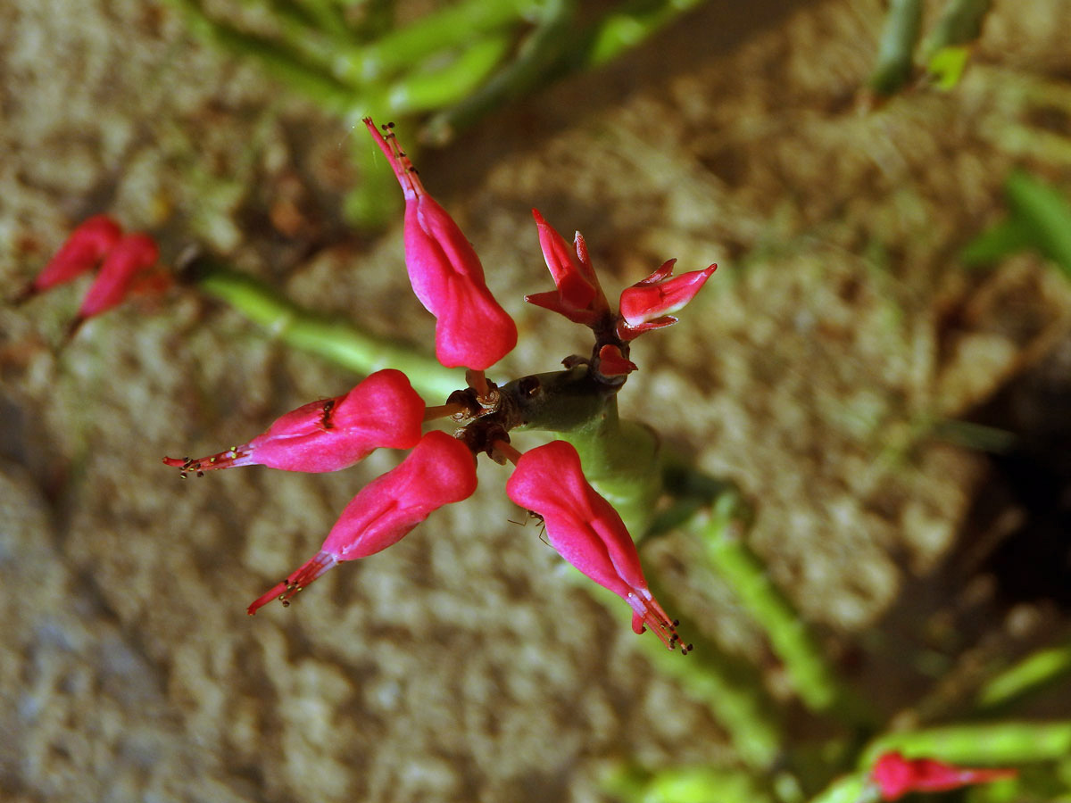 Pryšec (Euphorbia tithymaloides L.)