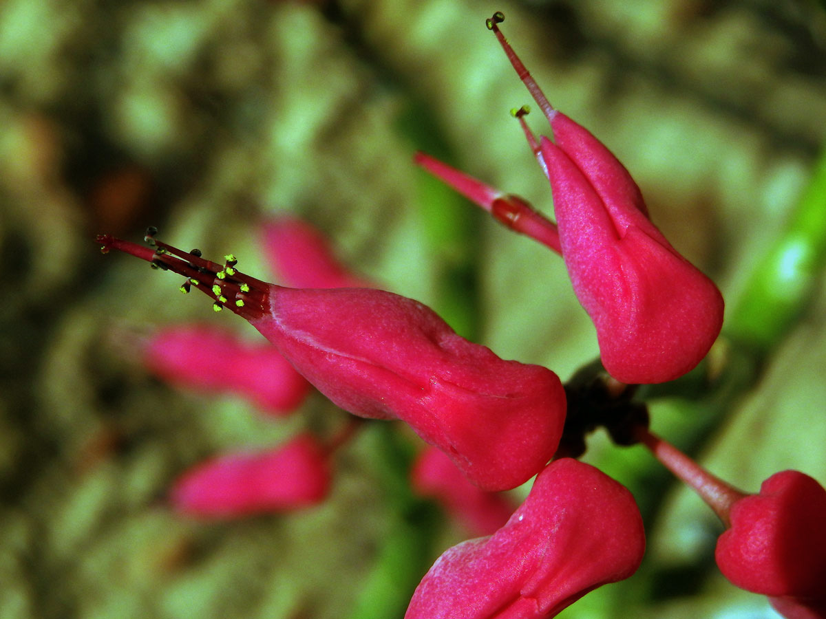 Pryšec (Euphorbia tithymaloides L.)