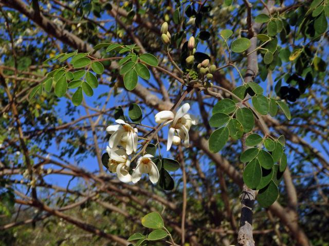 Moringa olejodárná (Moringa oleifera Lam.)