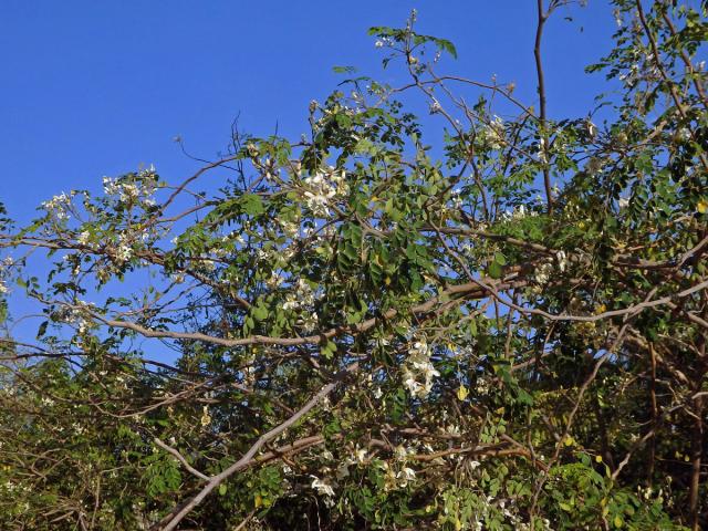 Moringa olejodárná (Moringa oleifera Lam.)