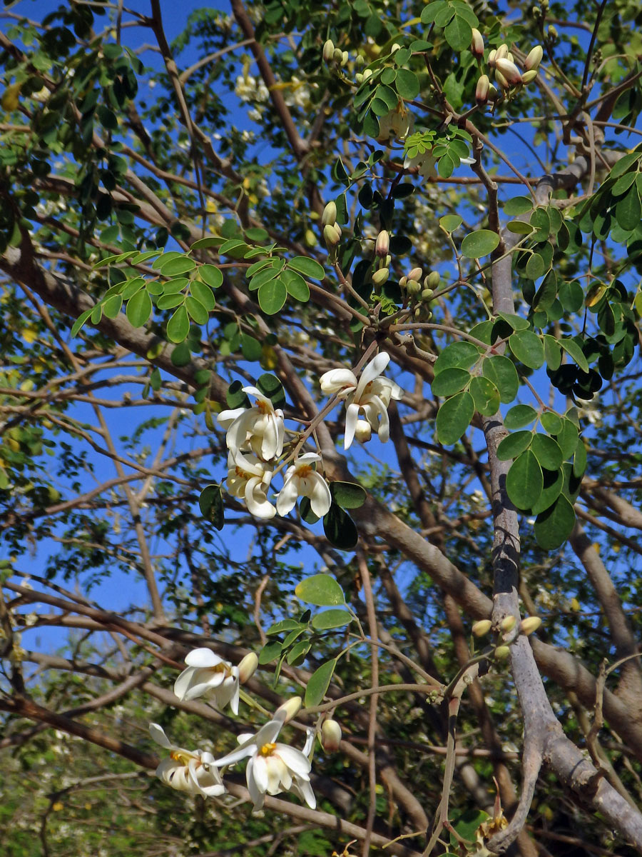 Moringa olejodárná (Moringa oleifera Lam.)