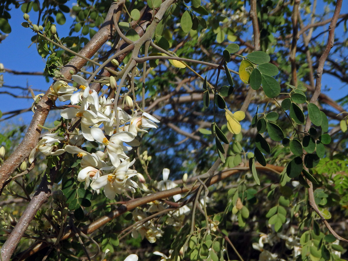 Moringa olejodárná (Moringa oleifera Lam.)