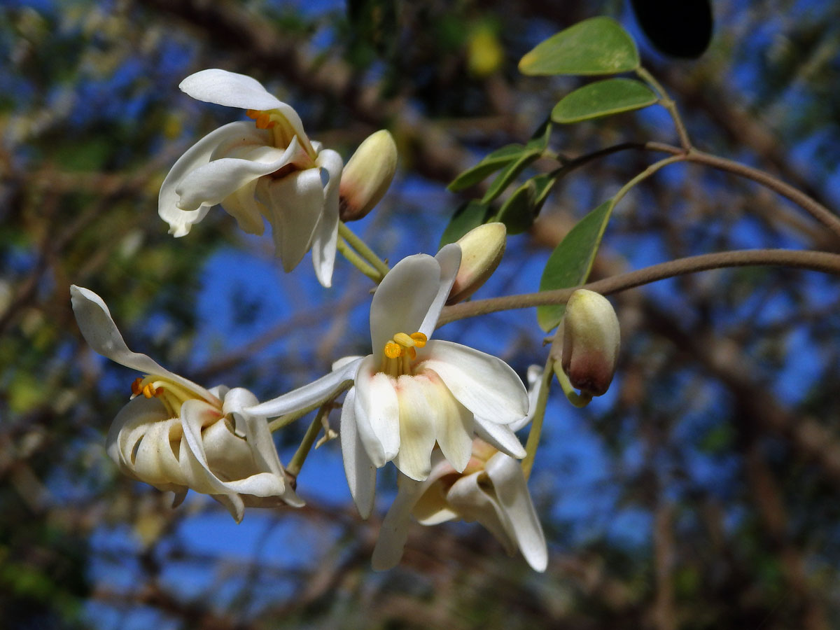 Moringa olejodárná (Moringa oleifera Lam.)