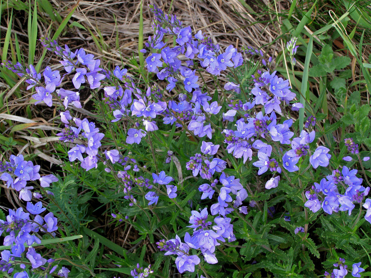 Rozrazil ožankový (Veronica teucrium L.)