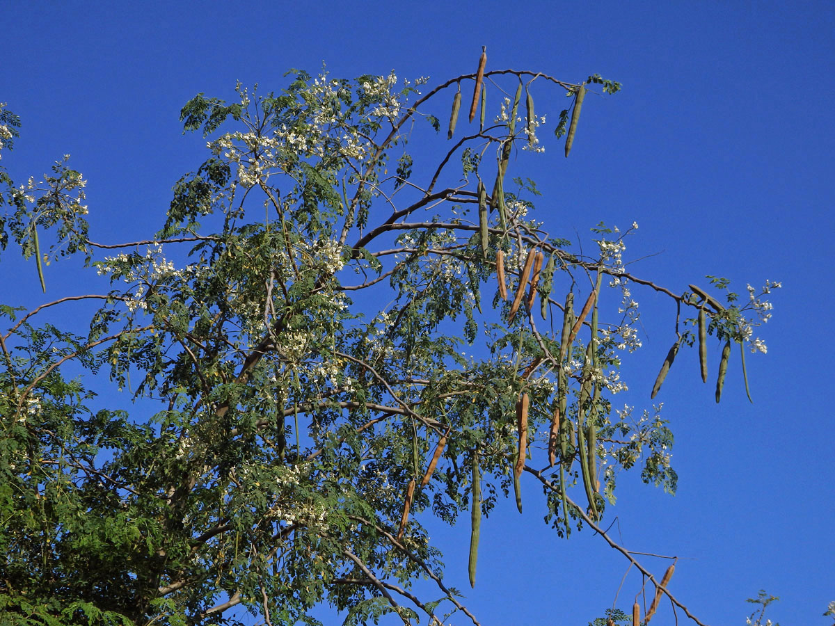 Moringa olejodárná (Moringa oleifera Lam.)