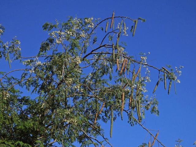 Moringa olejodárná (Moringa oleifera Lam.)