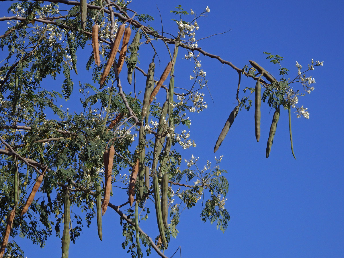 Moringa olejodárná (Moringa oleifera Lam.)