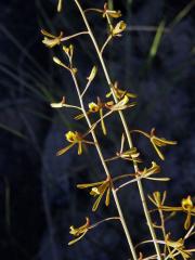 Eulophia ramosa Ridl.