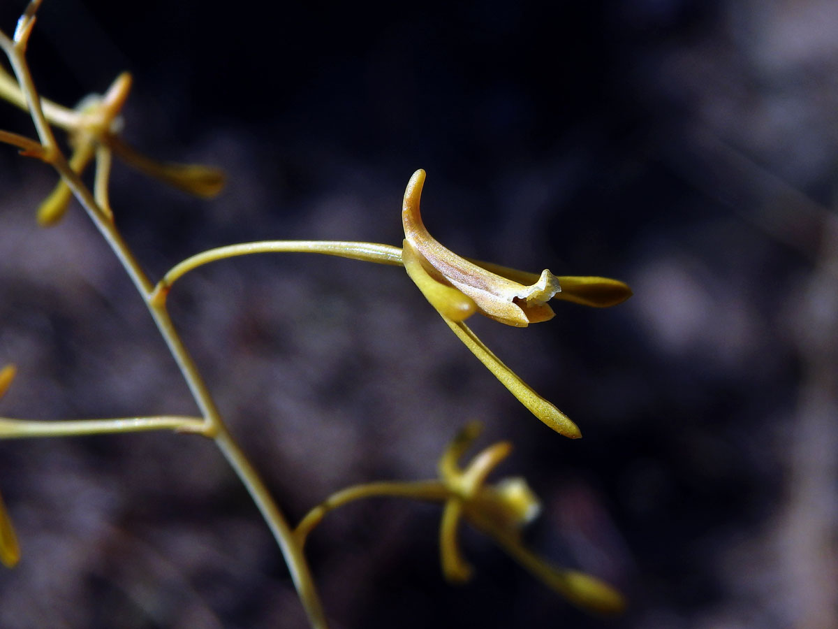 Eulophia ramosa Ridl.