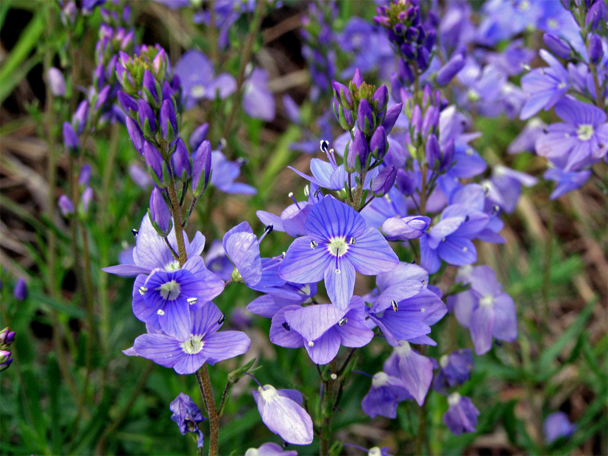 Rozrazil ožankový (Veronica teucrium L.)