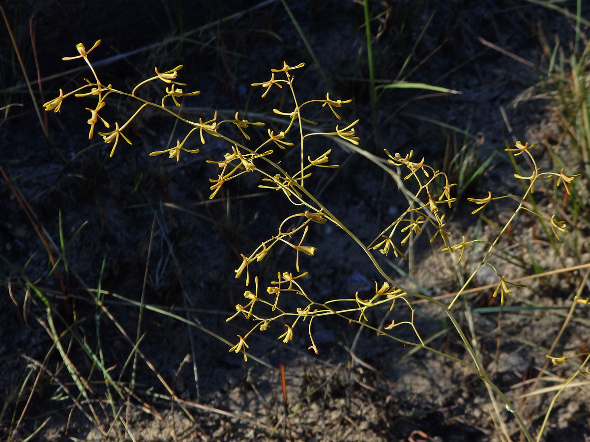 Eulophia ramosa Ridl.