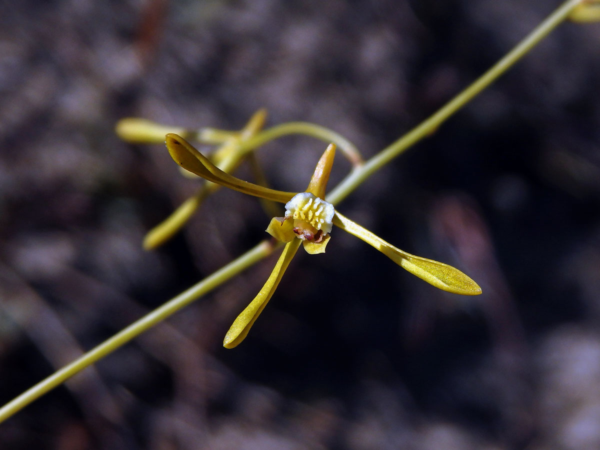 Eulophia ramosa Ridl.