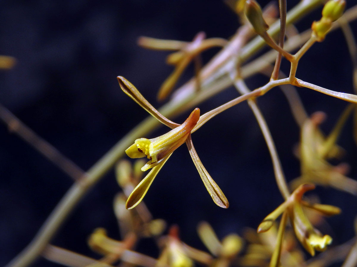 Eulophia ramosa Ridl.