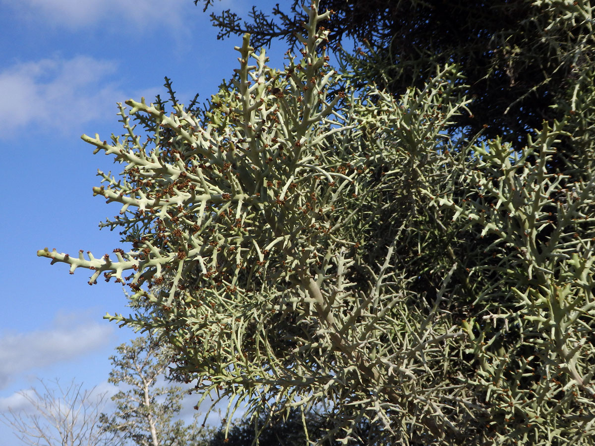 Pryšec (Euphorbia stenoclada Baill.)