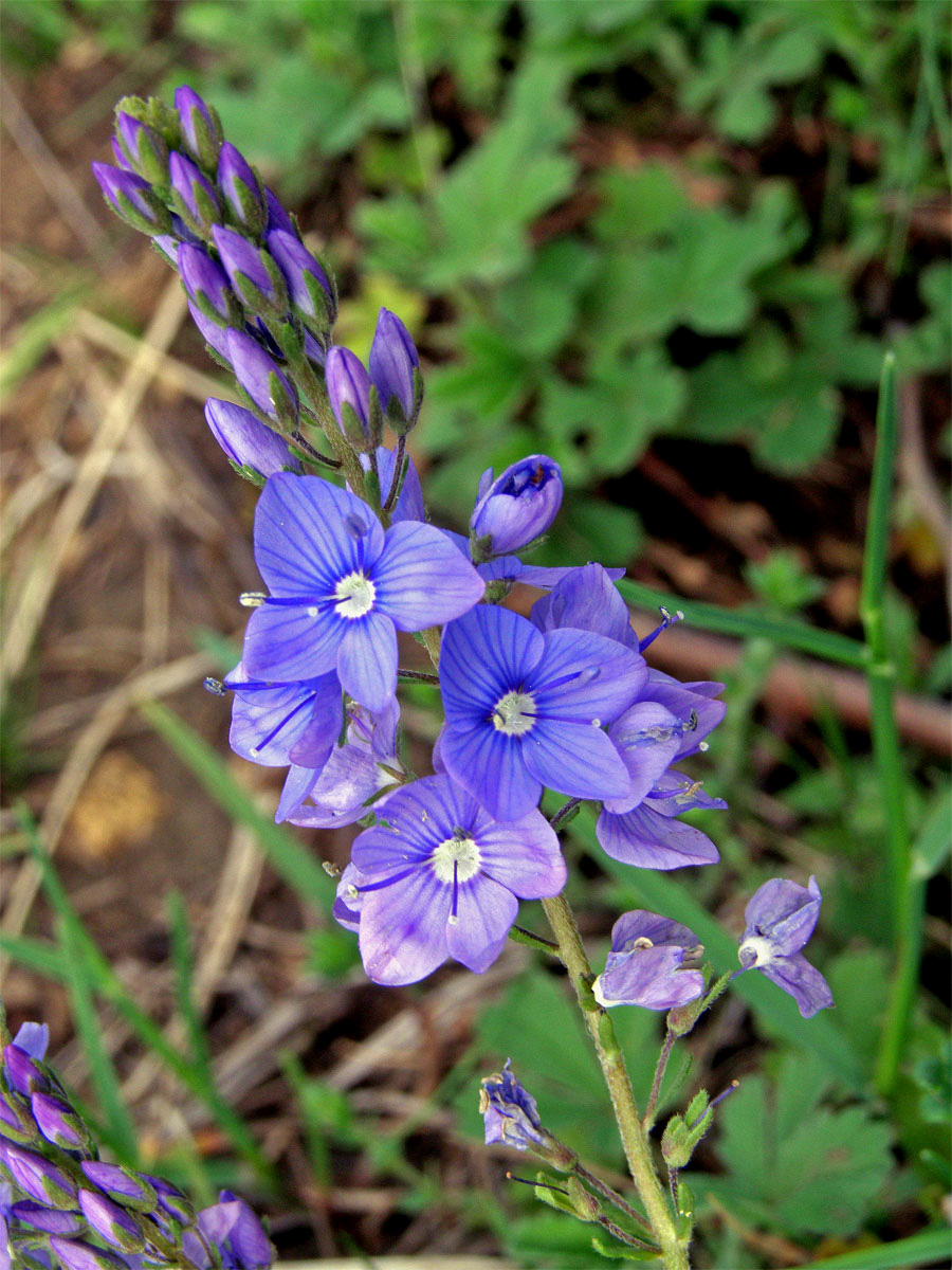 Rozrazil ožankový (Veronica teucrium L.)