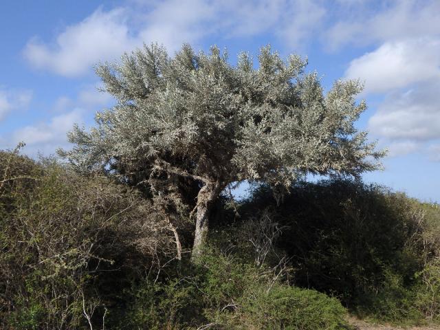 Pryšec (Euphorbia stenoclada Baill.)