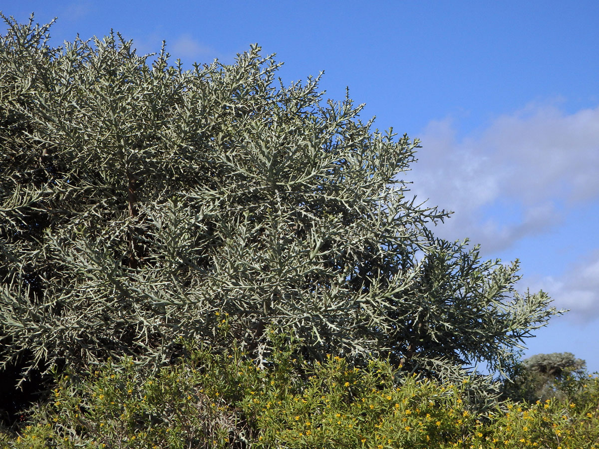 Pryšec (Euphorbia stenoclada Baill.)