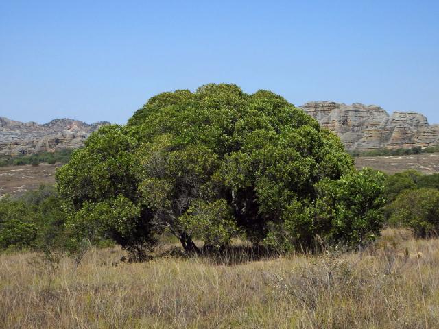 Uapaca bojeri Baill.