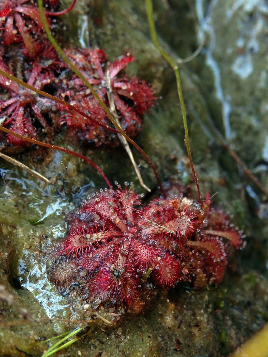 Rosnatka (Drosera natalensis Diels)