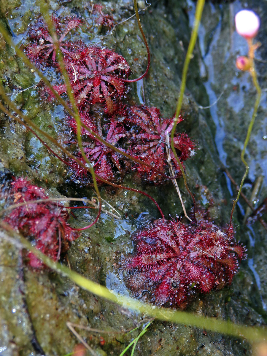 Rosnatka (Drosera natalensis Diels)