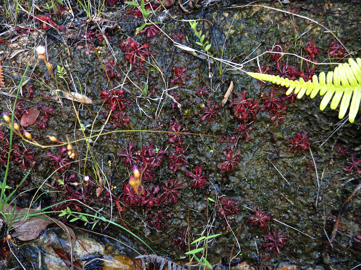 Rosnatka (Drosera natalensis Diels)