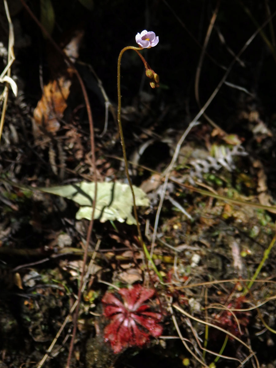 Rosnatka (Drosera natalensis Diels)