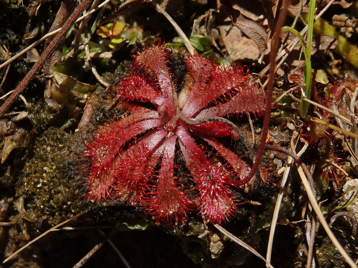 Rosnatka (Drosera natalensis Diels)