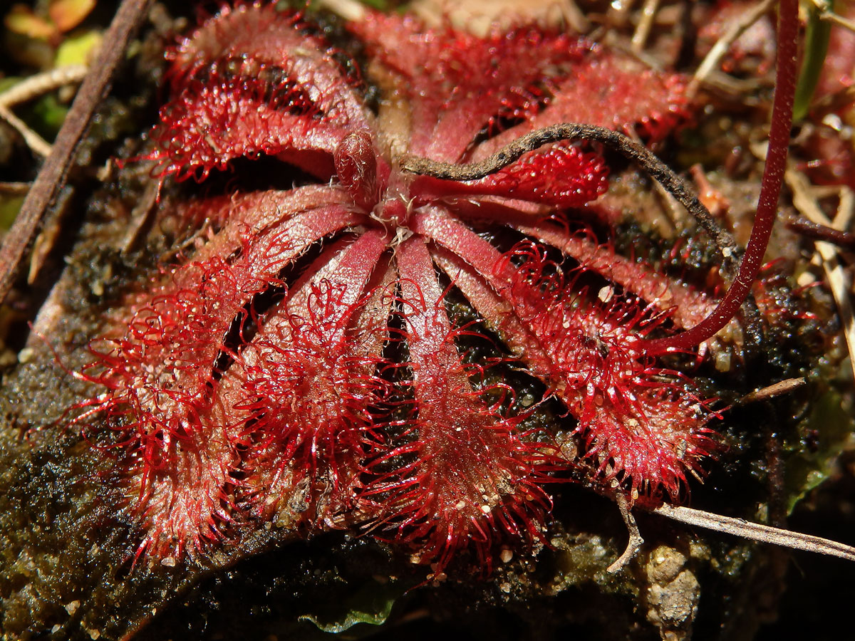 Rosnatka (Drosera natalensis Diels)