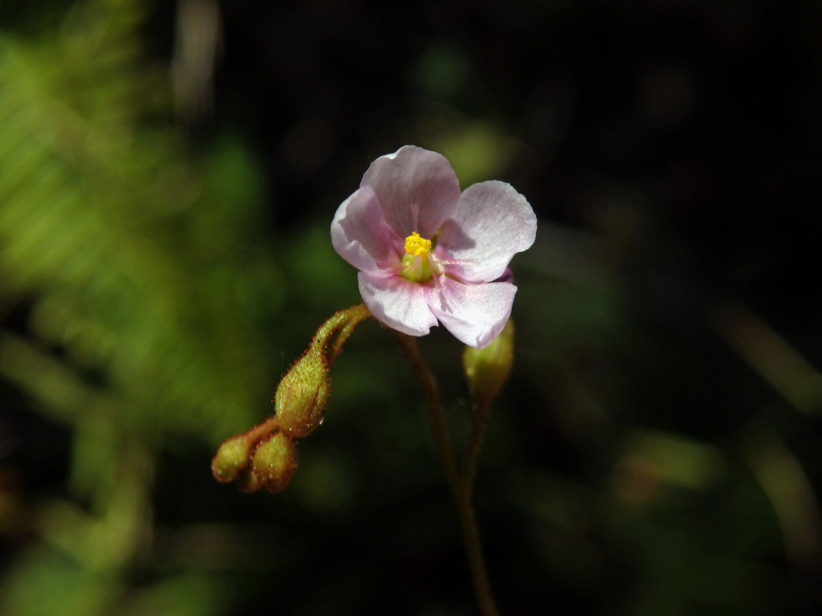 Rosnatka (Drosera natalensis Diels)