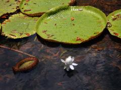 Viktorie královská (Victoria amazonica (Poepp.) J. C. Sowerby)   