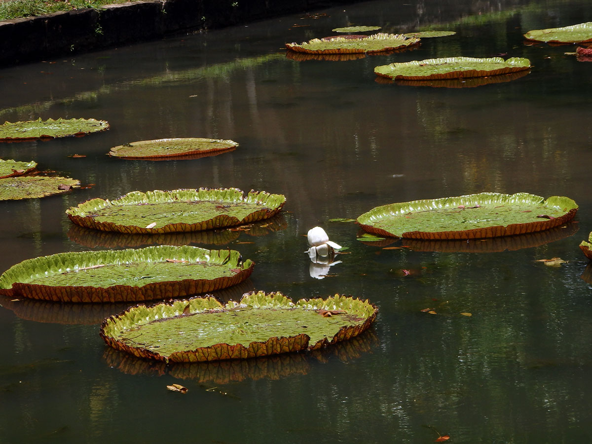 Viktorie královská (Victoria amazonica (Poepp.) J. C. Sowerby)