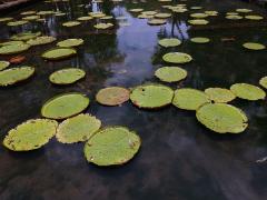 Viktorie královská (Victoria amazonica (Poepp.) J. C. Sowerby)