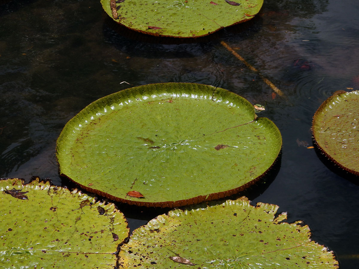 Viktorie královská (Victoria amazonica (Poepp.) J. C. Sowerby)