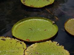 Viktorie královská (Victoria amazonica (Poepp.) J. C. Sowerby)