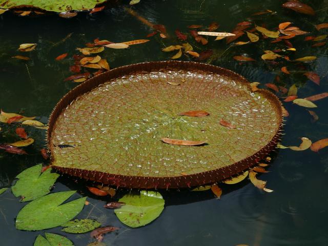 Viktorie královská (Victoria amazonica (Poepp.) J. C. Sowerby)