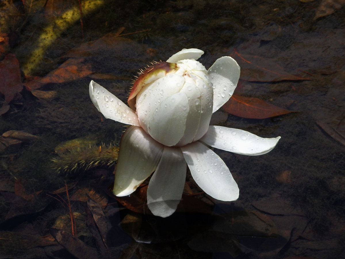 Viktorie královská (Victoria amazonica (Poepp.) J. C. Sowerby)