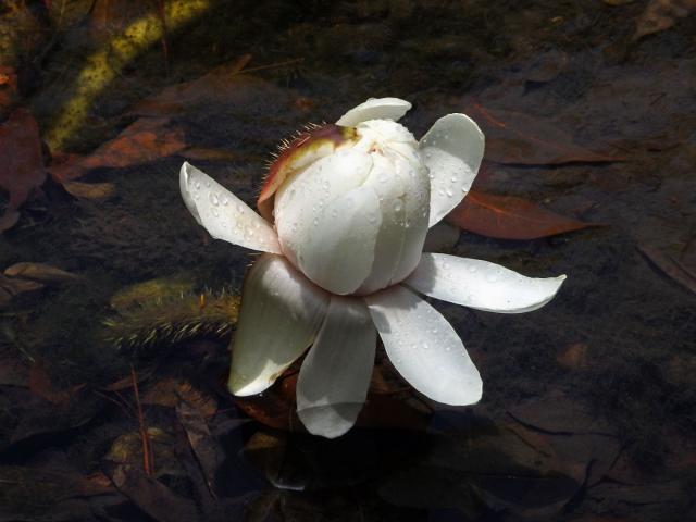 Viktorie královská (Victoria amazonica (Poepp.) J. C. Sowerby)