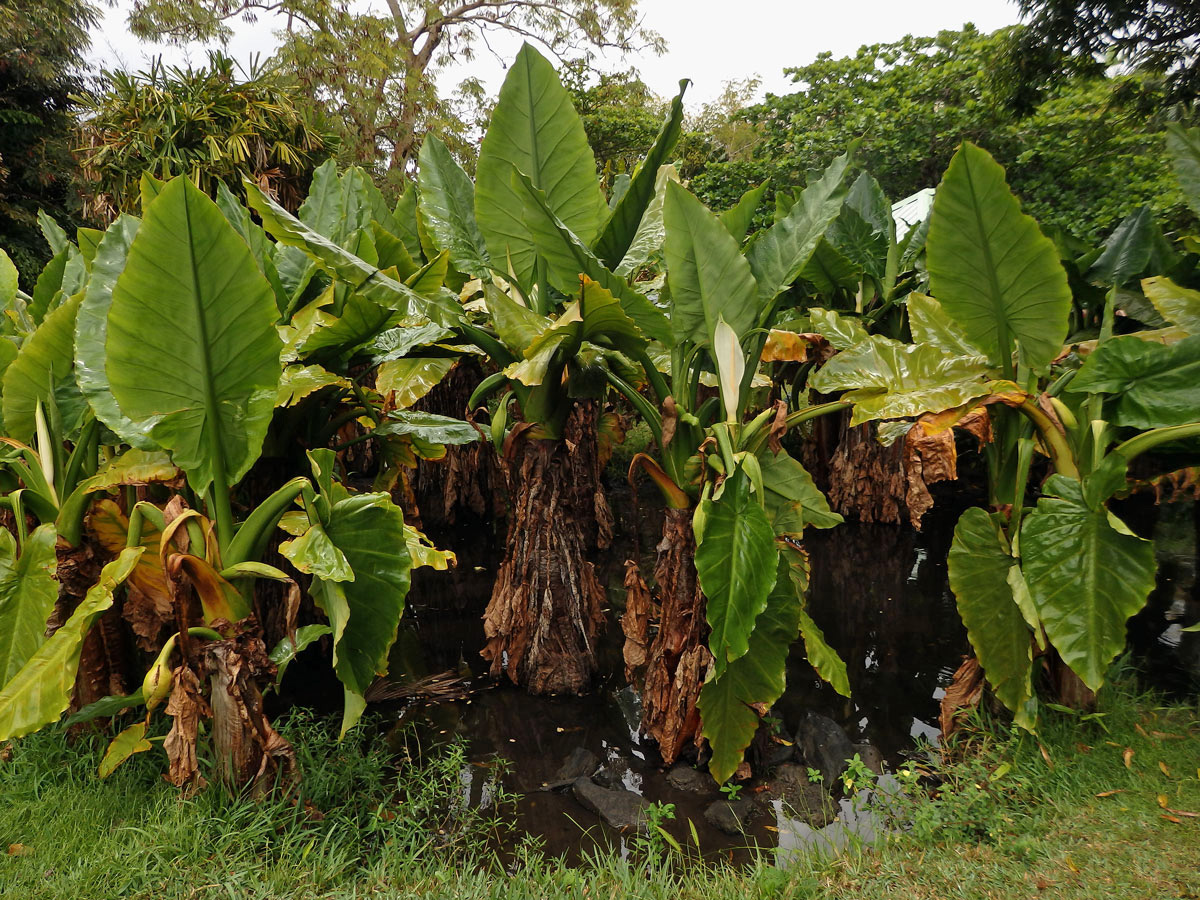 Typhonodorum lindleyanum Schott