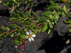 Pemphis acidula Forst. & G. Forst.