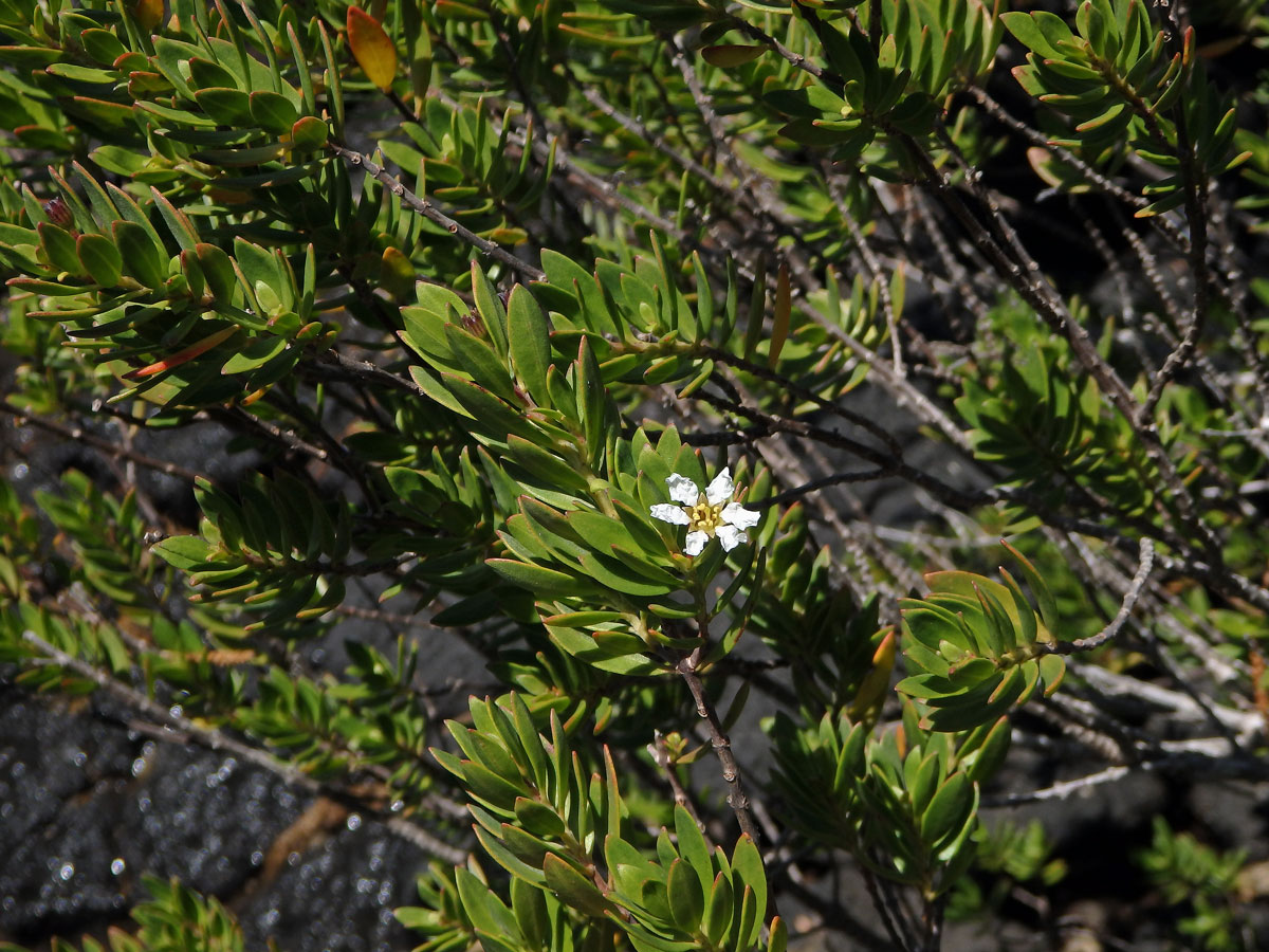 Pemphis acidula Forst. & G. Forst.