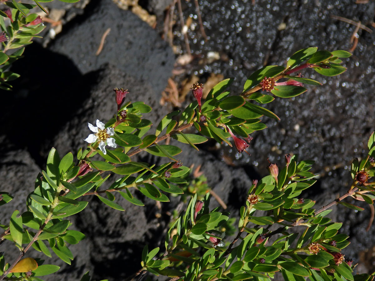 Pemphis acidula Forst. & G. Forst.